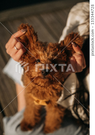 Cute small brown dog being held by a person with long dark hair outdoors in warm sunlight Cute small brown dog being held by a person with long dark hair outdoors in warm sunlight 133344728