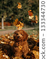 Puppy enjoys autumn leaves during a sunny afternoon in the park 133344730
