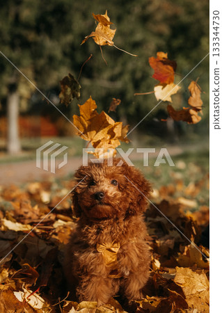Puppy enjoys autumn leaves during a sunny afternoon in the park 133344730