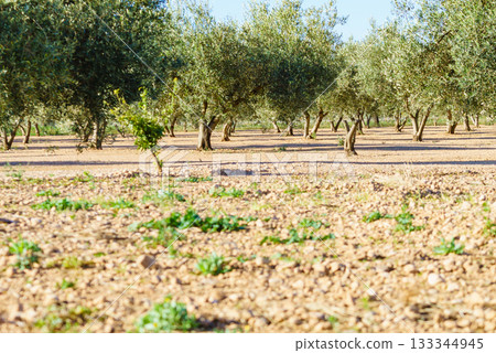 Olive trees. Spanish nature landscape Olive trees. Spanish nature landscape 133344945