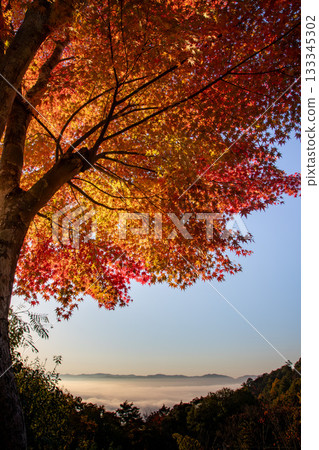 秋葉和雲彩海 秋葉和雲彩海 133345302