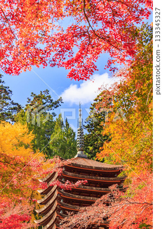 坦贊神社在秋葉盛開之時最為迷人。 坦贊神社在秋葉盛開之時最為迷人。 133345327