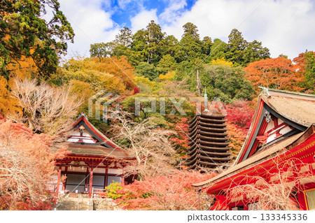 Tanzan Shrine at its best when the autumn leaves are in full bloom 133345336