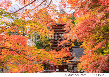Tanzan Shrine at its best when the autumn leaves are in full bloom 133345342