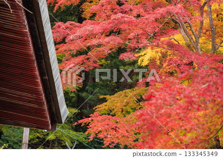 Tanzan Shrine at its best when the autumn leaves are in full bloom Tanzan Shrine at its best when the autumn leaves are in full bloom 133345349