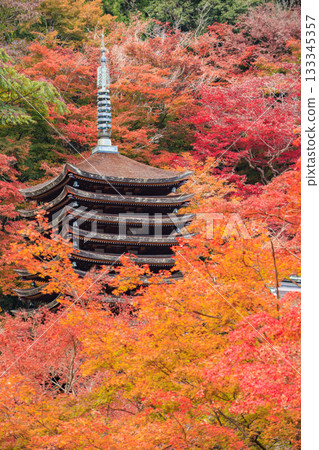 Tanzan Shrine at its best when the autumn leaves are in full bloom Tanzan Shrine at its best when the autumn leaves are in full bloom 133345357