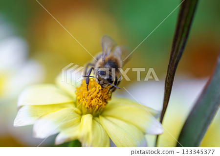 bee on a flower bee on a flower 133345377