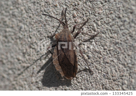Vinchuca beetle perched on a wall Vinchuca beetle perched on a wall 133345425