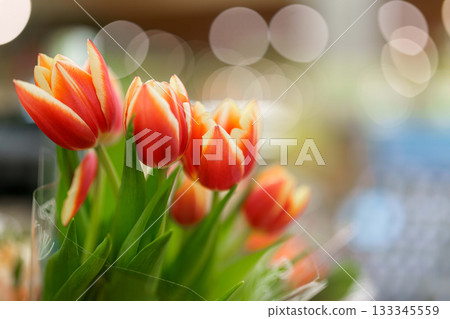 tulips in the garden 133345559