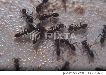 Argentinian ant group walking on the soil 133345635