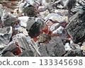 burned coal as background 133345698