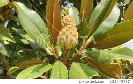 Close up of Magnolia tree with leaves and fruit Close up of Magnolia tree with leaves and fruit 133345787