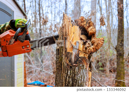 Worker uses chainsaw to cut tree stump in forest area environment bare trees fallen cutting continues. 133346092