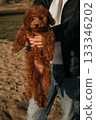 Cute brown puppy held in hands on sandy beach during sunny day 133346202