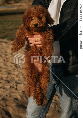 Cute brown puppy held in hands on sandy beach during sunny day Cute brown puppy held in hands on sandy beach during sunny day 133346202