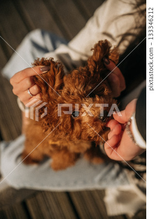 Cute brown dog enjoying attention while sitting outdoors with a person on a sunny day Cute brown dog enjoying attention while sitting outdoors with a person on a sunny day 133346212