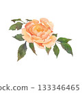 Individual delicate orange rose with leaves. Watercolor illustration hand drawn and isolated on a white background. Perfect for postcards, invitations, polygraph, textile, tableware and your design 133346465