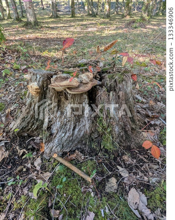 生長在樹樁的蘑菇 生長在樹樁的蘑菇 133346906