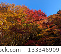 秋天的葉子在藍藍的天空背景中閃耀 133346909