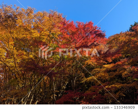 秋天的葉子在藍藍的天空背景中閃耀 秋天的葉子在藍藍的天空背景中閃耀 133346909