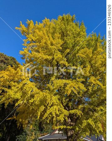 Ginkgo billy in the blue sky 133346926