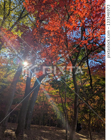 陽光灑落在秋葉叢生的森林裡。 陽光灑落在秋葉叢生的森林裡。 133346973