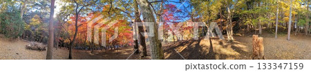 Autumn leaves Autumn leaves 133347159