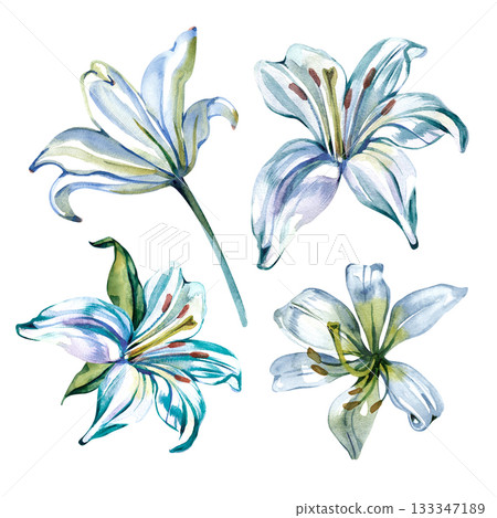Elegant watercolor lilies painted in soft white and blue tones. Perfect for wedding stationery, floral design, greeting cards, textiles, branding, and botanical illustrations. High-quality hand 133347189