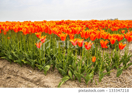 Close-up of a tulip field in the Netherlands 133347218