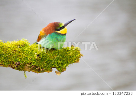 Bee-eater resting on a pole, having a break, watching and observing. Bee-eater resting on a pole, having a break, watching and observing. 133347223