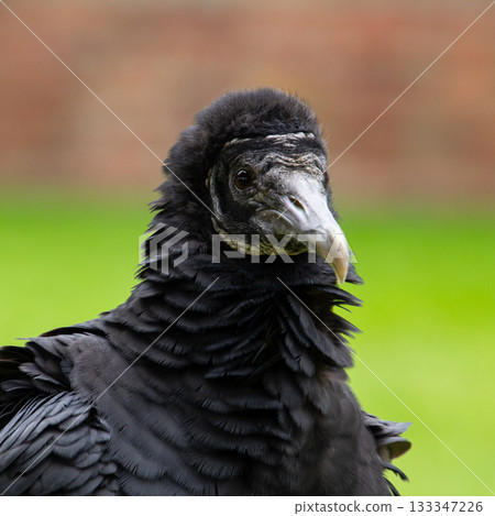 Black vulture, alias raven vulture Black vulture, alias raven vulture 133347226