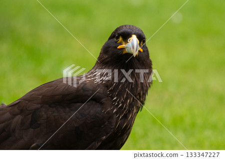 Falkand caracara Falkand caracara 133347227