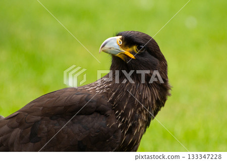 Falkand caracara Falkand caracara 133347228