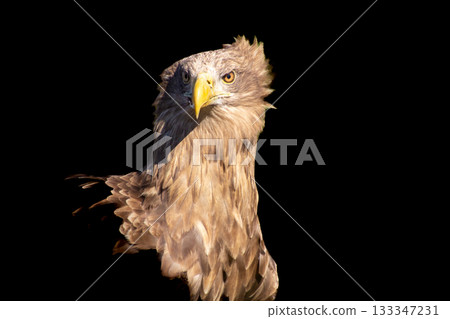 Conversation and eye contact with a confident and victorious white-tailed eagle. Conversation and eye contact with a confident and victorious white-tailed eagle. 133347231