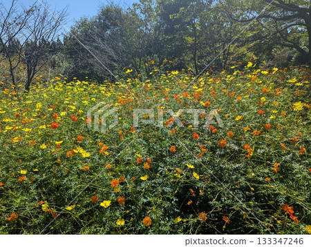 盛開的黃色波斯菊田 盛開的黃色波斯菊田 133347246