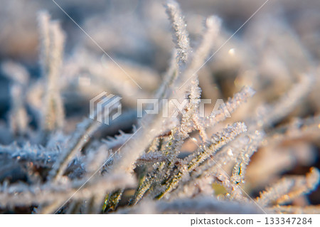 Frost-covered Leaves Resting on the Ground in Early Morning Light 133347284