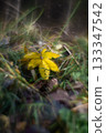 Autumn forest plants with soft focus and watercolor bokeh 133347542