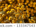 Dried tansy flowers macro close-up in natural light 133347543