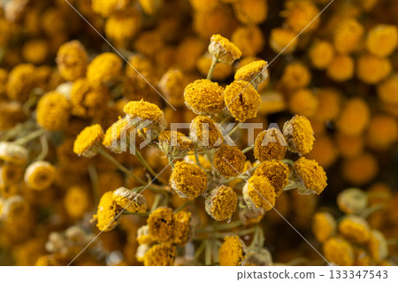 Dried tansy flowers macro close-up in natural light Dried tansy flowers macro close-up in natural light 133347543