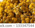Dried tansy flowers macro close-up in natural light 133347544