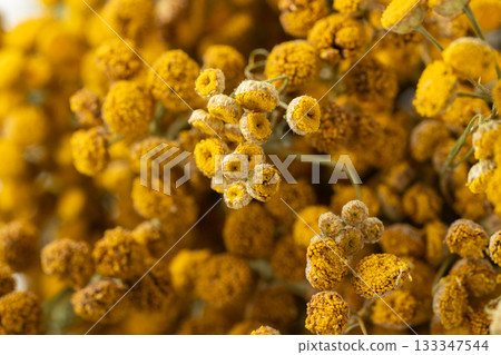 Dried tansy flowers macro close-up in natural light 133347544
