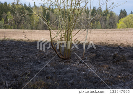 Burnt field landscape with black scorched earth, a lone bush and green forest in the background. Burnt field landscape with black scorched earth, a lone bush and green forest in the background. 133347965