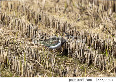 A northern lapwing flying into farmland 133348205