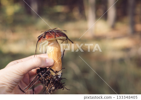 Hand holding a freshly picked wild mushroom with a unique, natural appearance. A mushroom held in a person's hand, showcasing its intricate details. Hand holding a freshly picked wild mushroom with a unique, natural appearance. A mushroom held in a person's hand, showcasing its intricate details. 133348405