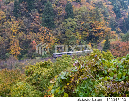[Tazawako Line] A local train passing through a valley with autumn leaves 133348430