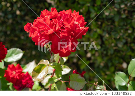 Red roses bathed in early summer sunlight Red roses bathed in early summer sunlight 133348522