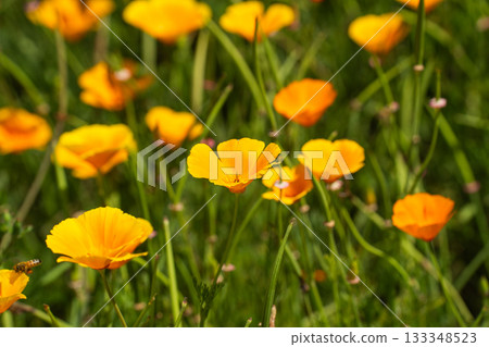 Poppies in full bloom in a spring field Poppies in full bloom in a spring field 133348523