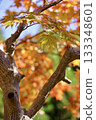 秋葉槭樹 133348601
