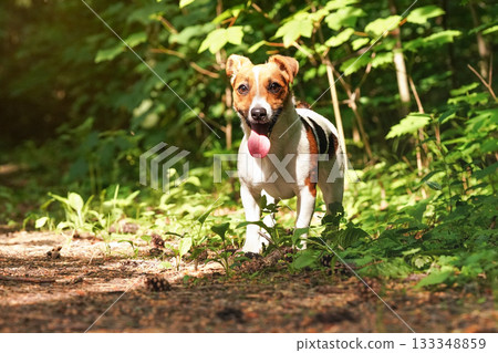 Small Jack Russell terrier standing on forest road, her tongue out, looks like smiling, sun shines through trees Small Jack Russell terrier standing on forest road, her tongue out, looks like smiling, sun shines through trees 133348859