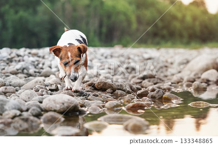 Small Jack Russell terrier dog walks over round white stones in shallow water, towards camera, small stick in her mouth, afternoon sun reflects on surface 133348865